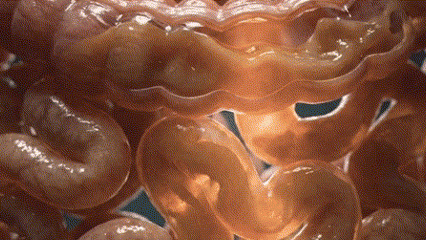 Before and after gut health transformation