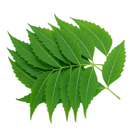 Neem Leaf