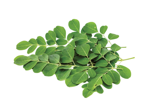 Moringa Leaf