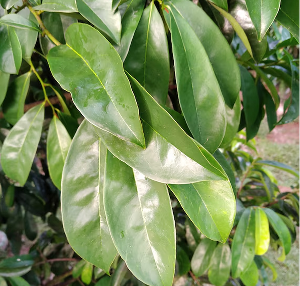 Soursop Leaf