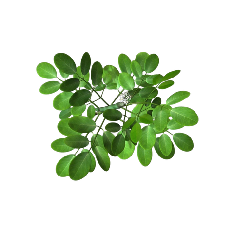 Moringa Leaf