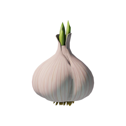 Garlic Bulb