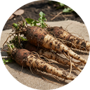 Dandelion Root