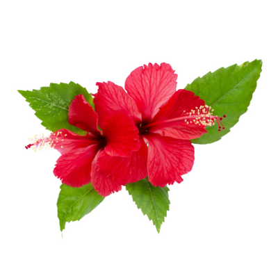 Ibisco