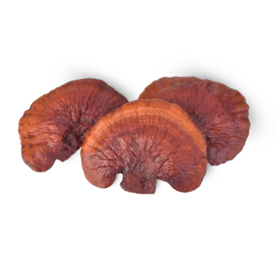 Estratto di Reishi