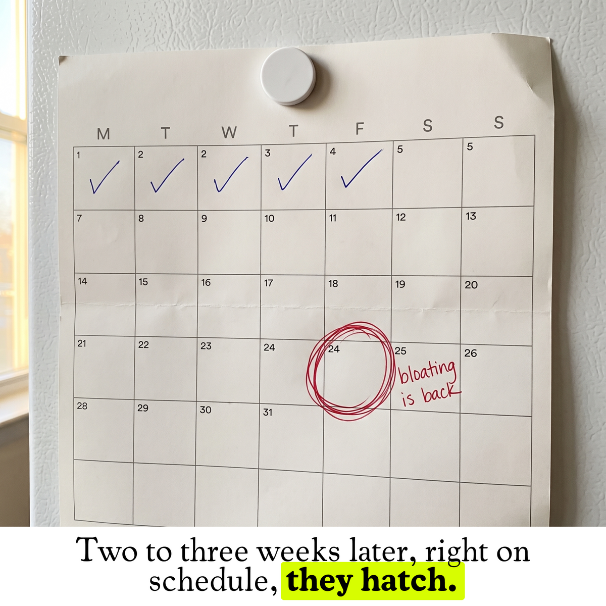 A wall calendar on a fridge with a circled day and the handwritten note: bloating is back