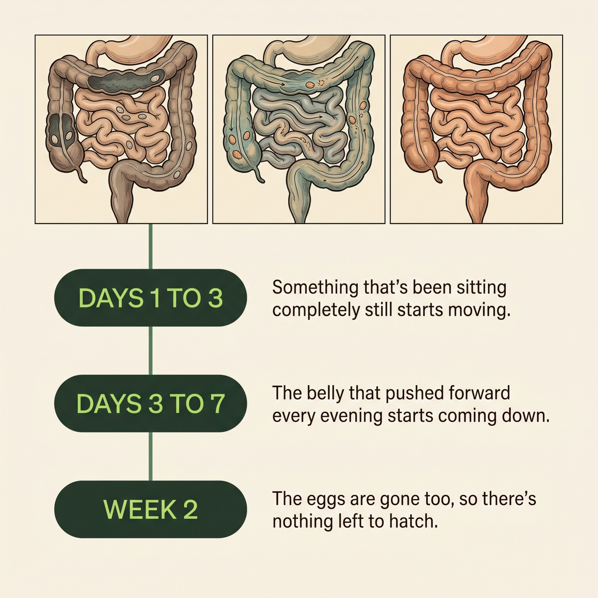 Intestine packed with parasites, then clearing, then clean