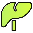 Your liver starts clearing trapped toxins and excess hormones: