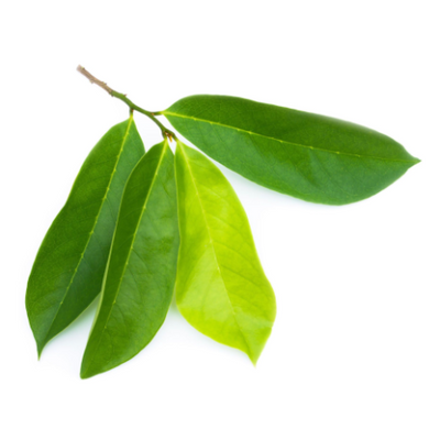 Foglie di Graviola