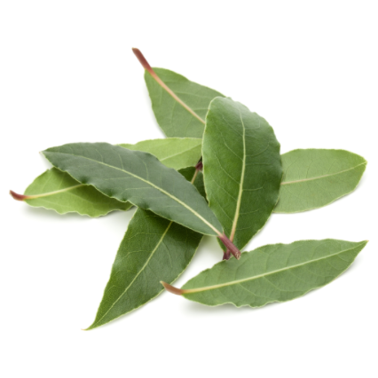 Bay Leaf