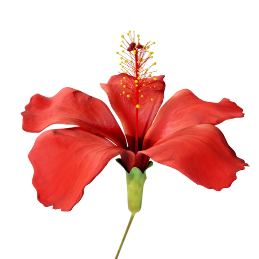 Hibiscus Flower