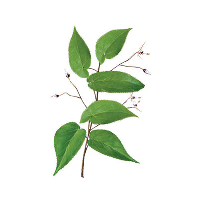 Epimedio