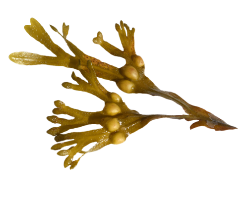 Bladderwrack