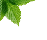 Leaf corner