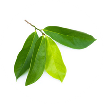 Soursop Leaf