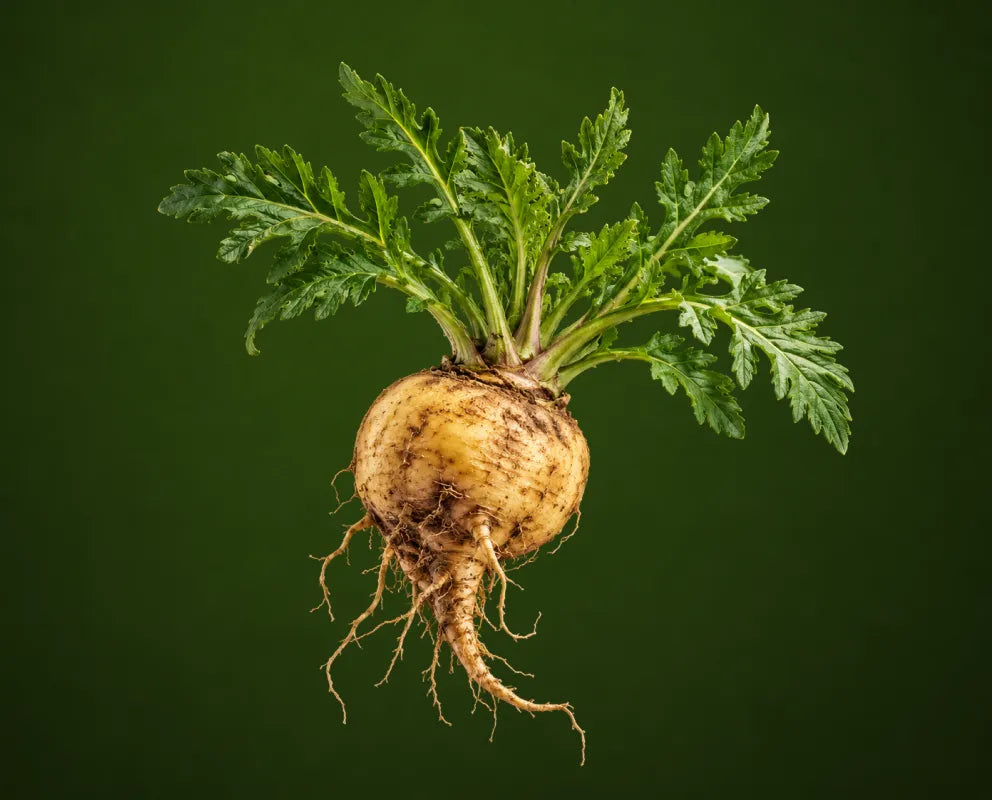 Maca