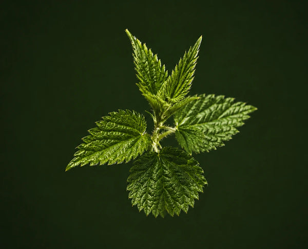 Nettle Leaf