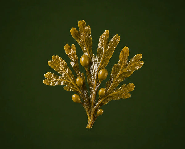 Bladderwrack