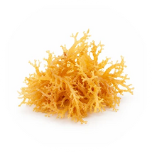 Sea Moss