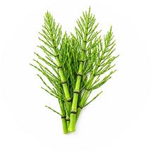 Horsetail