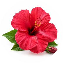 Hibiscus Flower