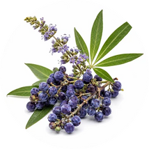 Vitex