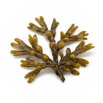 Bladderwrack