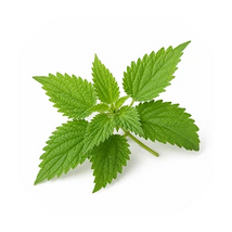 Nettle Leaf