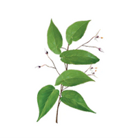 Goat Weed